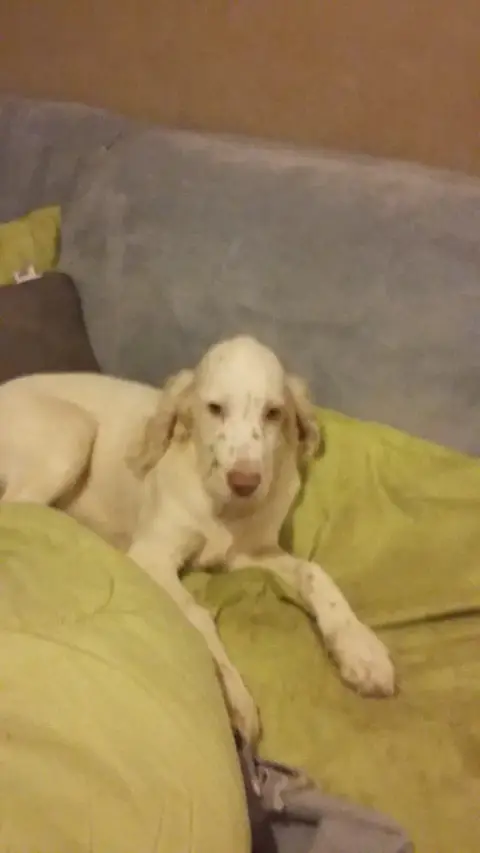Setter Anglais  Chiot N°1 De La Terrible Menée photo 3