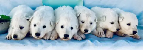 Berger Blanc Suisse