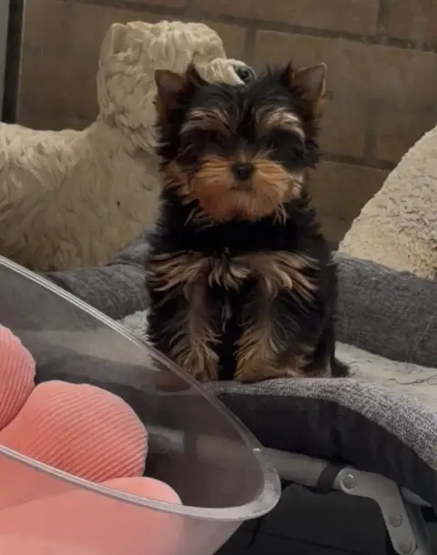 Yorkshire Terrier  Bella Du Clos Des Petites Etoiles 77592