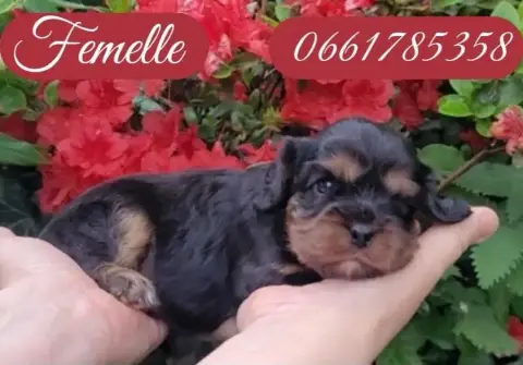 Cavalier King Charles Spaniel  Bella Des Rives Du Bla ec41e