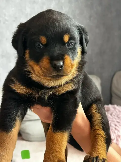 Rottweiler  Vert Du Valhalla Des Anges Noirs