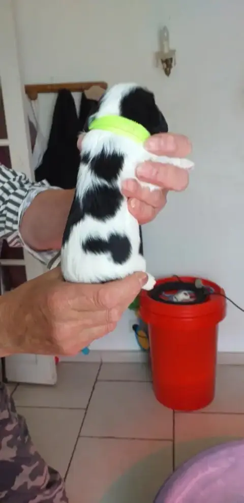 Cavalier King Charles Spaniel  Chiot 2 Du Val De Cour 367df
