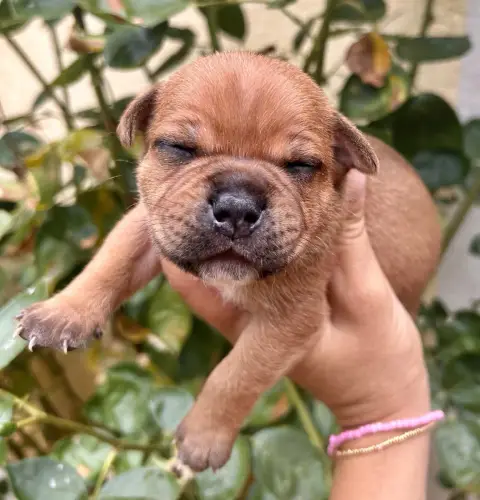 Staffordshire Bull Terrier 
                        C e4b1c