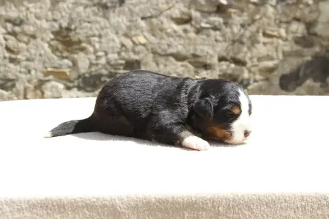 Bouvier Bernois  Chiot 3 De La Vallée De L'Hyrome photo 2