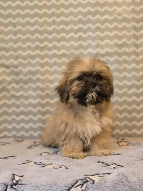 Lhassa Apso  Mr Rose Du Royaume D'Ebène