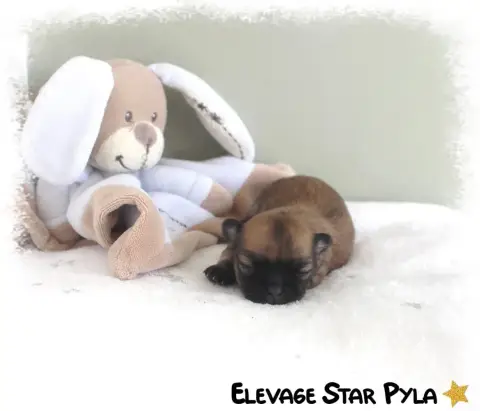 Chihuahua  Blue Rose Poils Longs Star Pyla