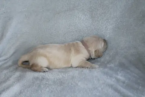 Golden Retriever photo 3