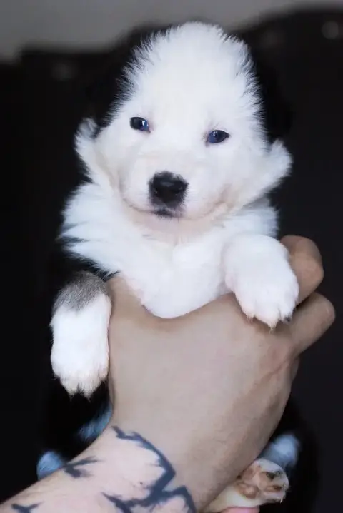 Laika De Iakoutie  Miss Rose Winter Never Dies