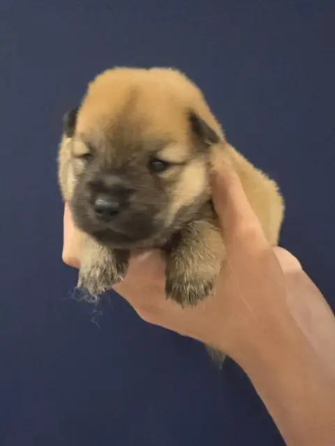 Eurasier  Aqua Du Royaume D'Ebène photo 2