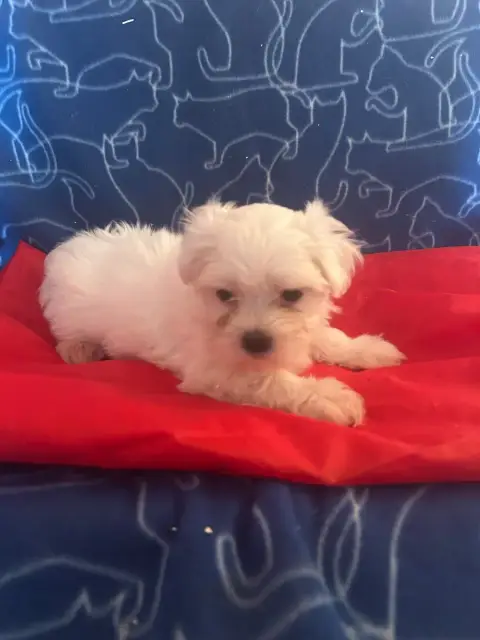 Bichon Maltais  Beaute Du Hameau De Roxane photo 2