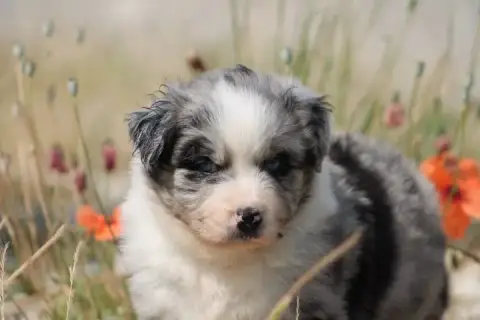 Berger Australien  Chiot N°3 De L'Esprit Blanc Des Mo 2865a