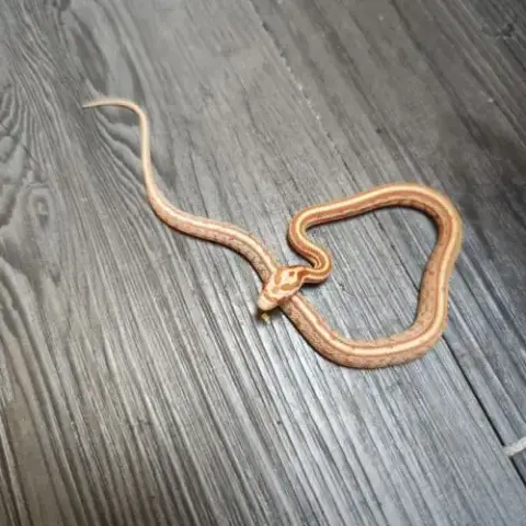Pantherophis Guttatus Butter Tessera