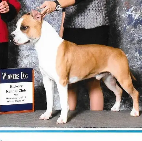 American Staffordshire Terrier  Blue Black Of The Ang 173d2 photo 3