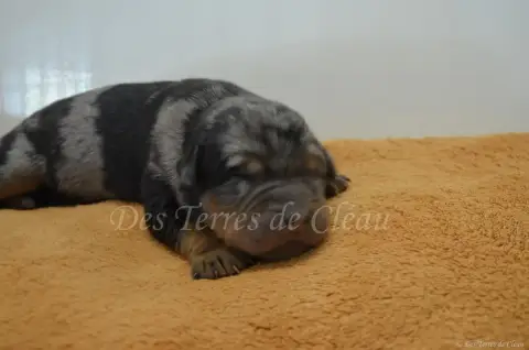 Berger De Beauce  Biscotte Des Terres De Cléau photo 2
