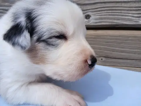 Berger Australien  Chiot Berger Australien Bleu Merle 2fff5