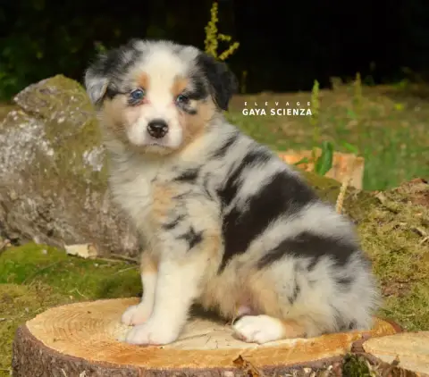 Berger Australien  Chiot N°1 Des Monts De La Gaya Sci 3c990 photo 2