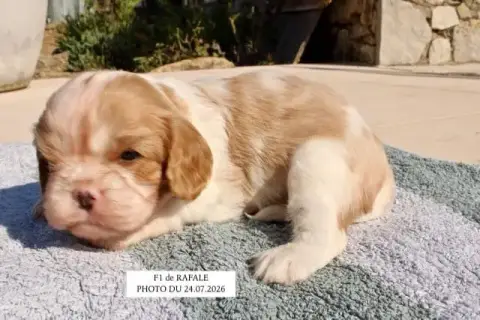 Cavalier King Charles Spaniel 
                       cae00