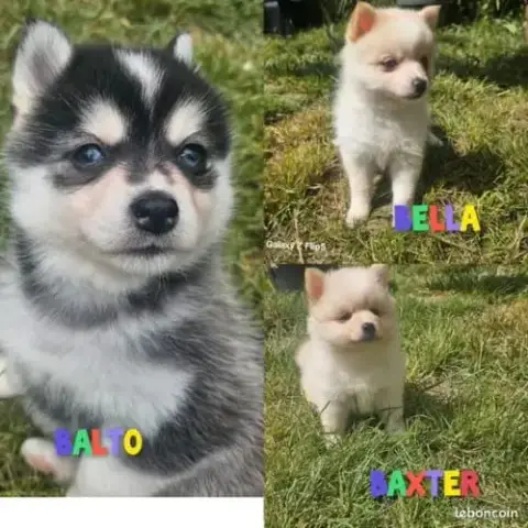 Chiots Pomsky F4