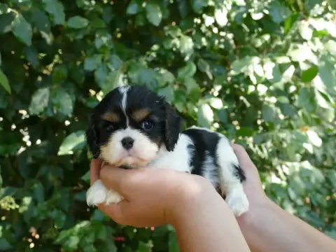 Cavalier King Charles Spaniel  Chiot N°1 Du Temps Des 250dd photo 2