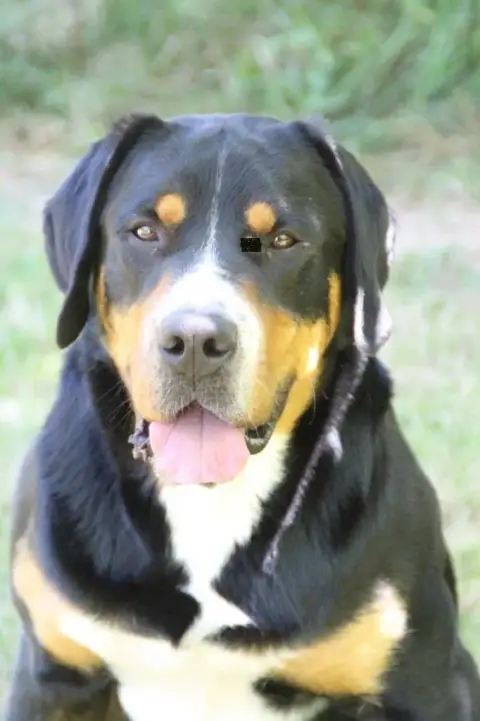 Grand Bouvier Suisse photo 2