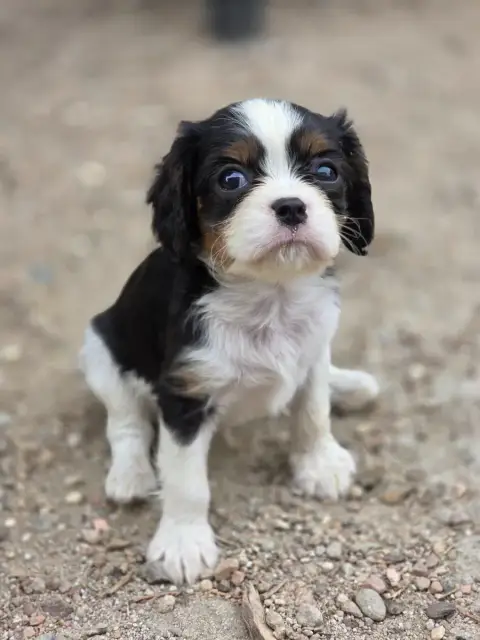 Cavalier King Charles Spaniel  Chiot N°1 Des Deux Che 50e2c photo 2