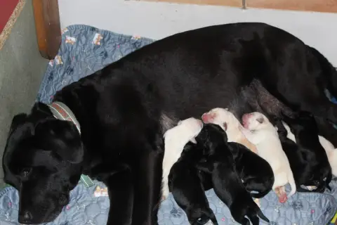 Labrador Retriever  Chiot 5 Les Constellations Du Coe 30c34