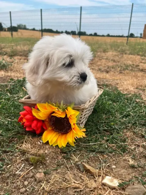 Coton De Tulear 
                        Benita De Je c074a photo 2