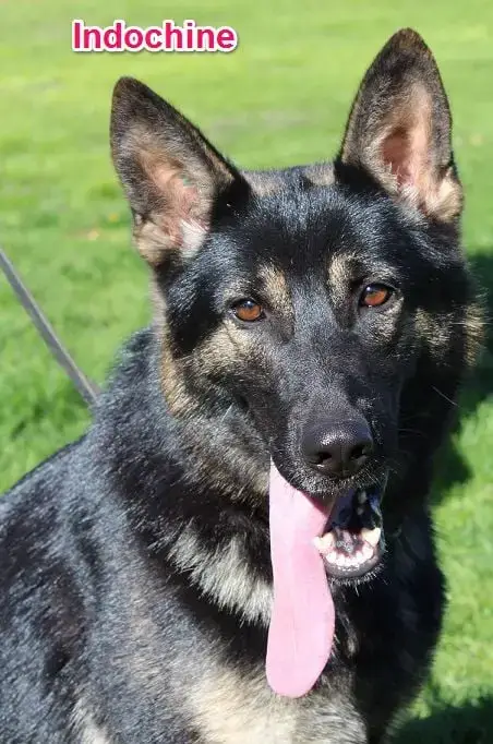Berger Allemand  Chiot 3 Des Crocs De Heurtevent photo 3