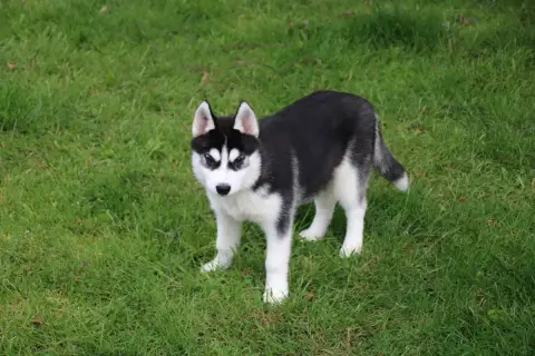 Siberian Husky  Chiot N°4 Des Legendes Du Triskel photo 2