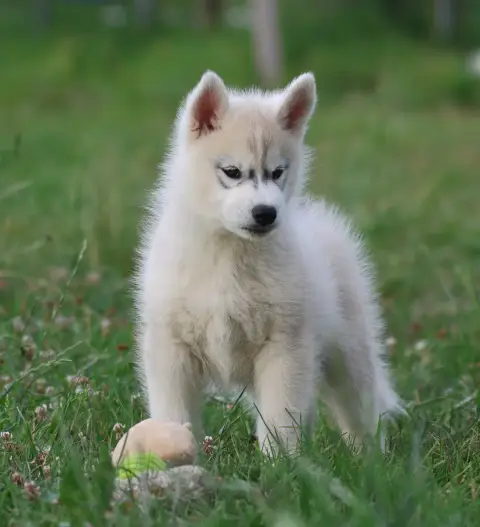 Siberian Husky  Chiot N°1 De Daybreak Northern photo 2