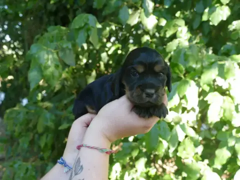 Cocker Spaniel Anglais