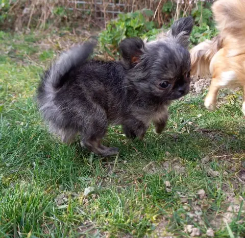 Chihuahua  Arriba photo 2