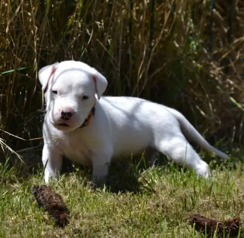 Dogo Argentino  Collier Orange Del Angel De Los Volca e0def