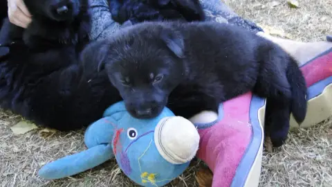 Berger Allemand  Chiot N°9 Du Glaive Noir