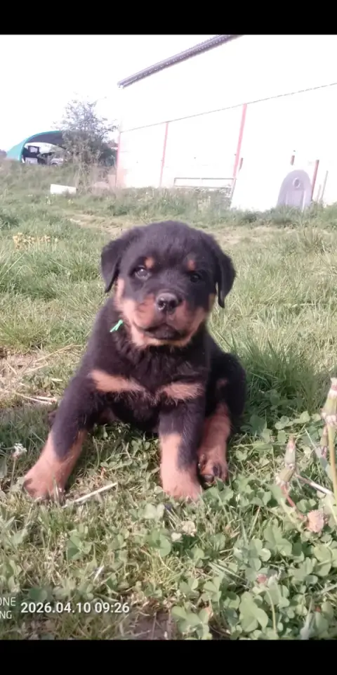 Rottweiler  Collier Vert Des Gardiens De Malorius