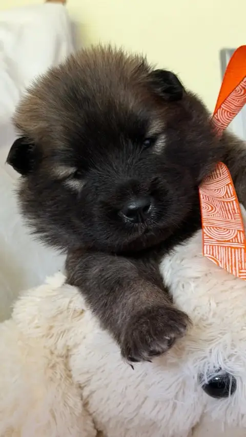 Eurasier