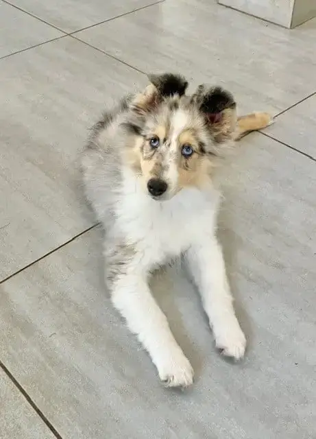 Shetland Sheepdog  Britany Blue Ladybird Of Surf Para 17148