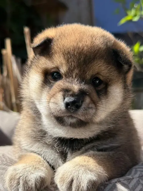 Shiba  Chiot N°1 Du Domaine Du Clos Benoît