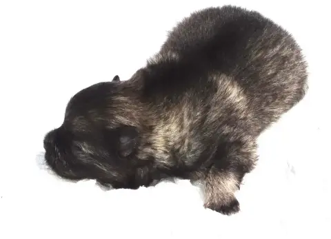 Spitz Allemand  Chiot photo 2