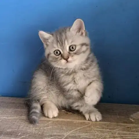 2 Adorables Chatons Scottish Straight Loof