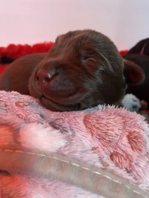 Labrador Retriever  Collier Orange(Chocolat) Des Terr 31af5