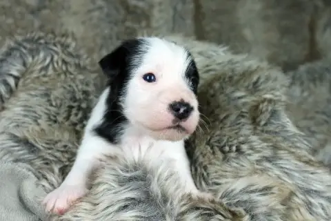 Parson Russell Terrier  Chiot 4 Des Very Important Pa f4d66 photo 3