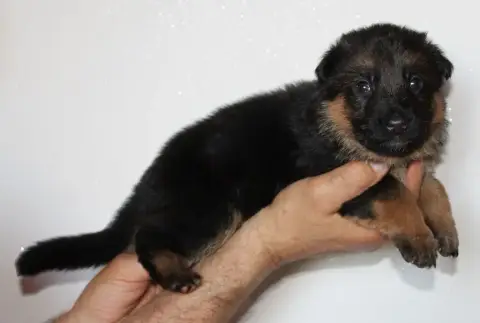 Berger Allemand  Chiot Ruban Vert Unatwo Des Seigneur 2ae43 photo 3