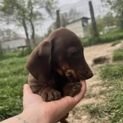 Chiots Teckels