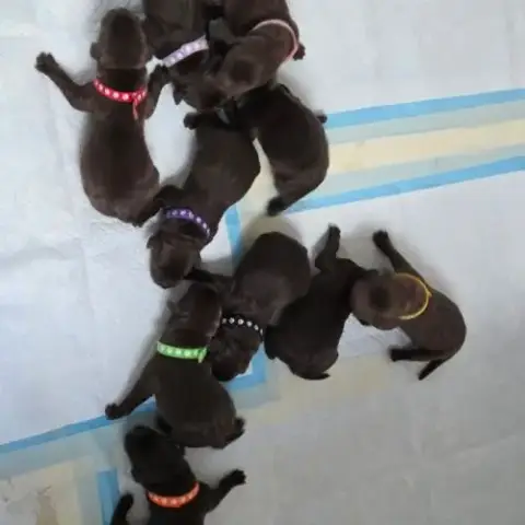 Chiots Labrador A Reserver