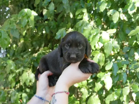 Cocker Spaniel Anglais  Male Choco Collier Orange Du  c7892