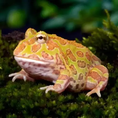 Ceratophrys Cranwelli