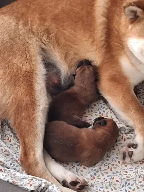 Shiba  Chiot 1 Allaikha'S