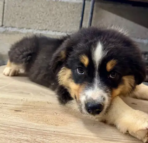 Berger Australien  Balu Di Cani Sulaghjinci