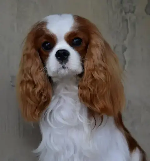Cavalier King Charles Spaniel  B De Toucy Blue photo 2